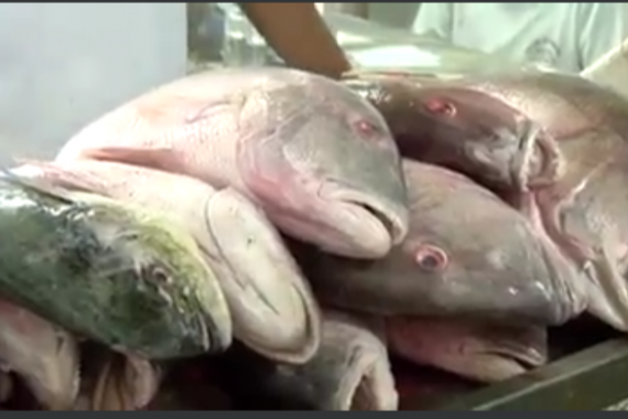Pesquisa de preço de pescado para semana santa na capital