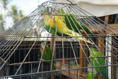 Cerca de 110 pássaros silvestres apreendidos com traficantes de animais são  devolvidos à natureza