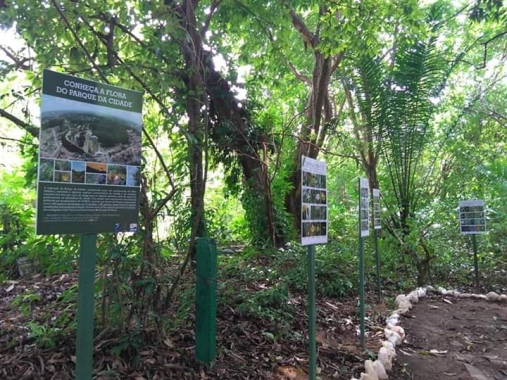 Pesquisa revela grande incidência do largarto-de-Folhiço no Parque da Cidade Dom Nivaldo Monte