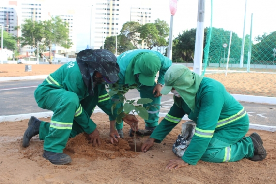 Planta Natal retoma ações com plantio de árvores nativas na praça Mãe Peregrina