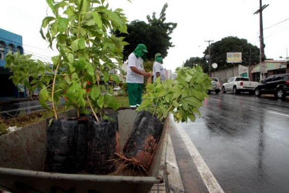 Planta Natal retoma plantio de árvores nativas na cidade