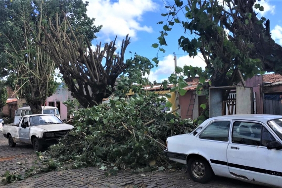 Poda irregular de árvores é embargada em Felipe Camarão