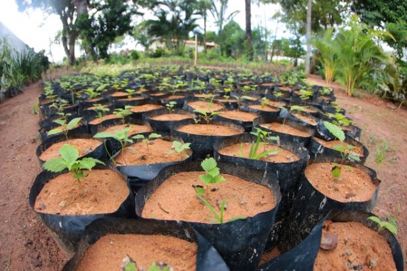 Ação ambiental no Instagram alcança 690 curtidas que serão transformadas em plantio de mudas