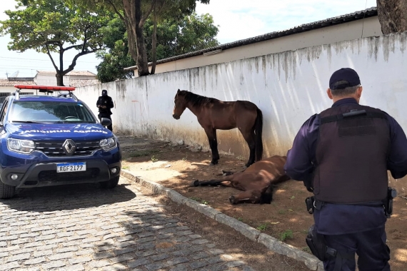 Cavalo é resgatado em situação de maus tratos, em Caraguatatuba