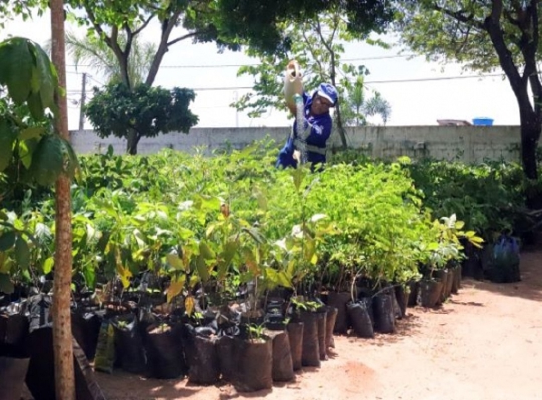 Prefeitura doa 1.600 mudas de árvores ao Lions Clube Natal para distribuição local
