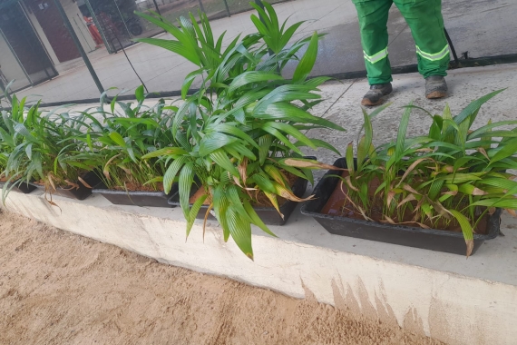 Prefeitura recebe doação de mais de 400 mudas de palmeiras 