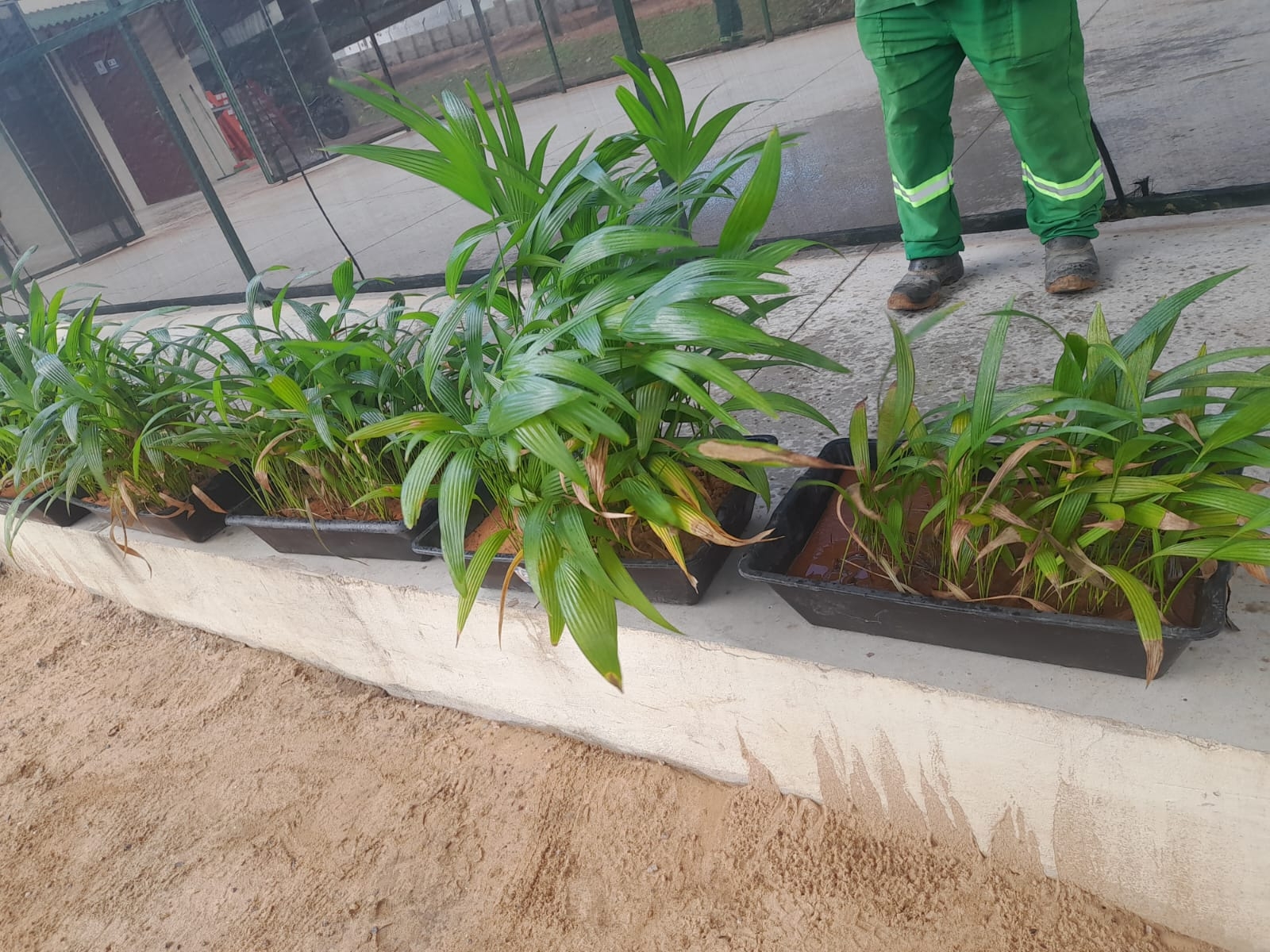 Prefeitura recebe doação de mais de 400 mudas de palmeiras 